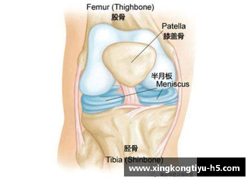 球员半月板受伤：康复之路探寻